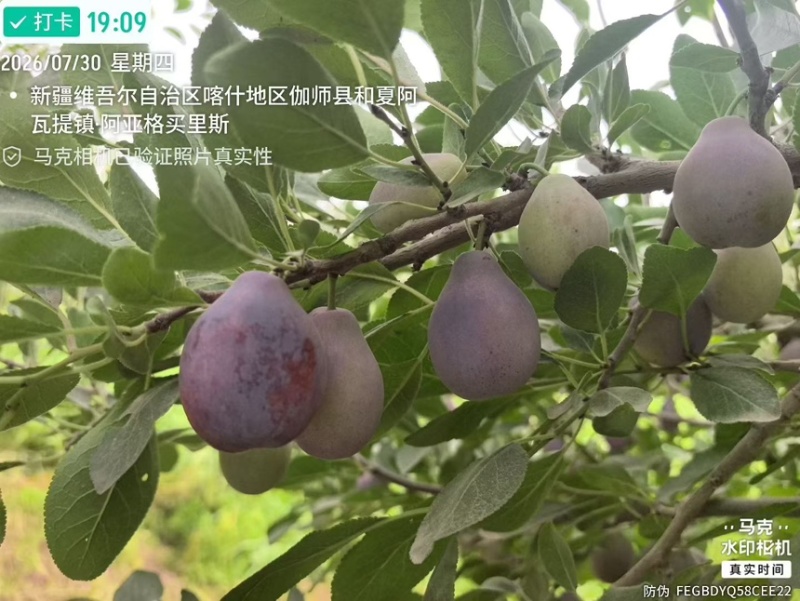 喀什地产直供-伽师法兰西西梅鲜果大宗批发