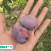 喀什地产直供-伽师法兰西西梅鲜果大宗批发