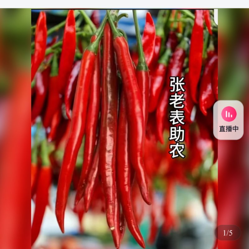 云南三号红线椒