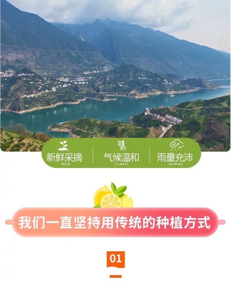 批发四川安岳柠檬鲜果一级新鲜水果产地直发商**黄柠檬一件代发
