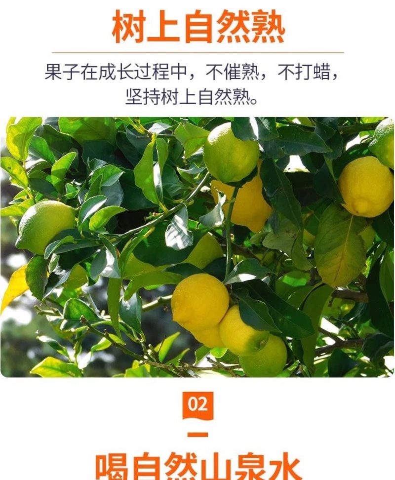 批发四川安岳柠檬鲜果一级新鲜水果产地直发商**黄柠檬一件代发