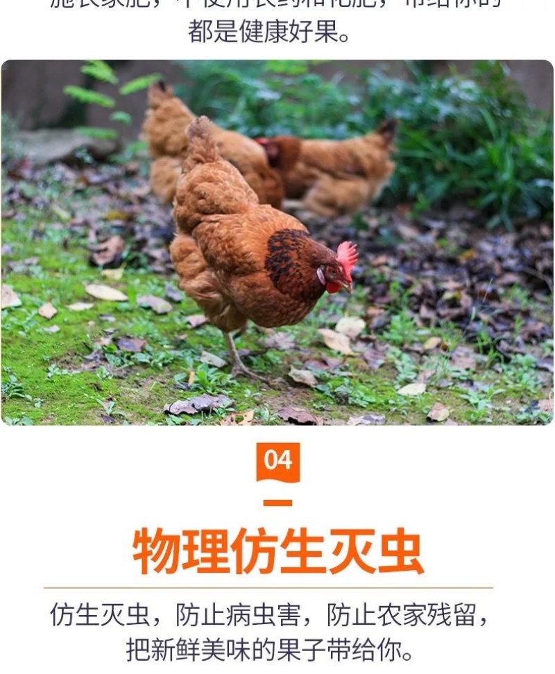 批发四川安岳柠檬鲜果一级新鲜水果产地直发商**黄柠檬一件代发