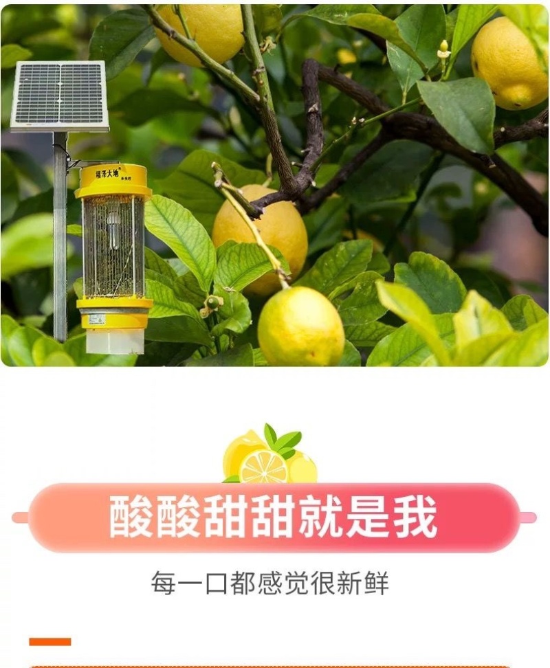 批发四川安岳柠檬鲜果一级新鲜水果产地直发商**黄柠檬一件代发