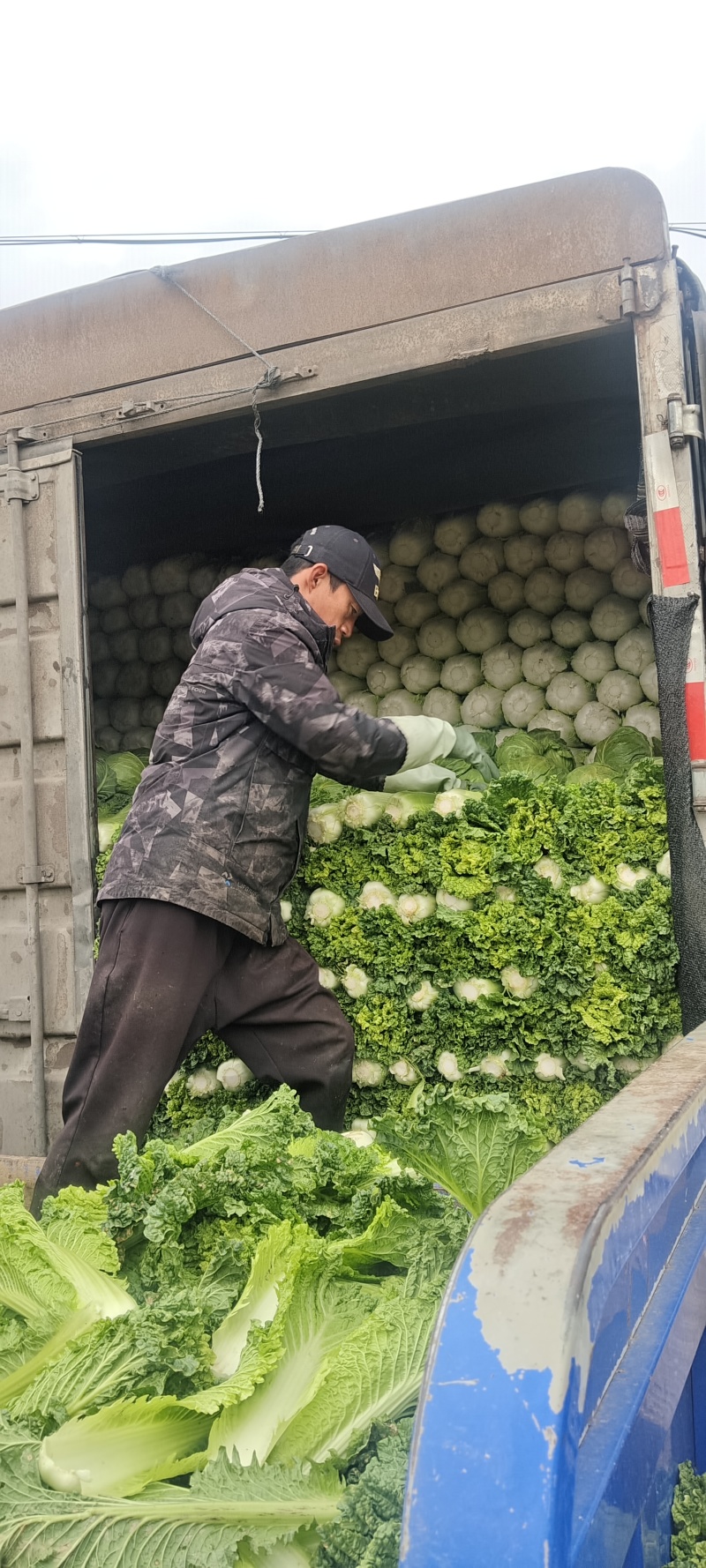张家口蔚县青麻叶，产地直供，品质好，颜色绿。，一手货源！