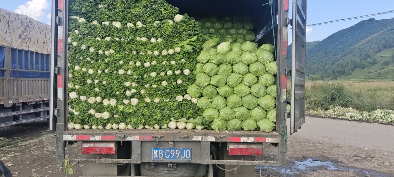 张家口蔚县青麻叶，产地直供，品质好，颜色绿。，一手货源！