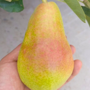 精品香蕉梨