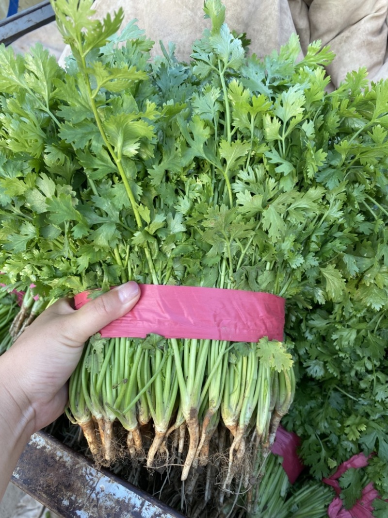 香菜