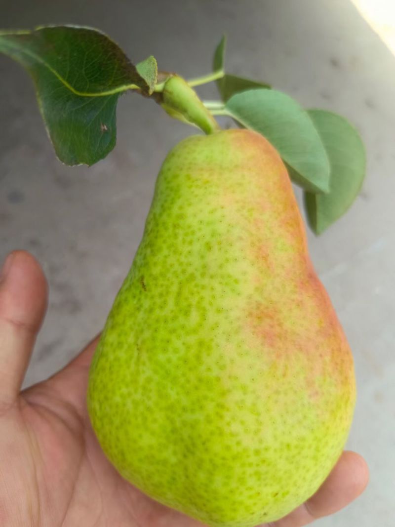精品香蕉梨
