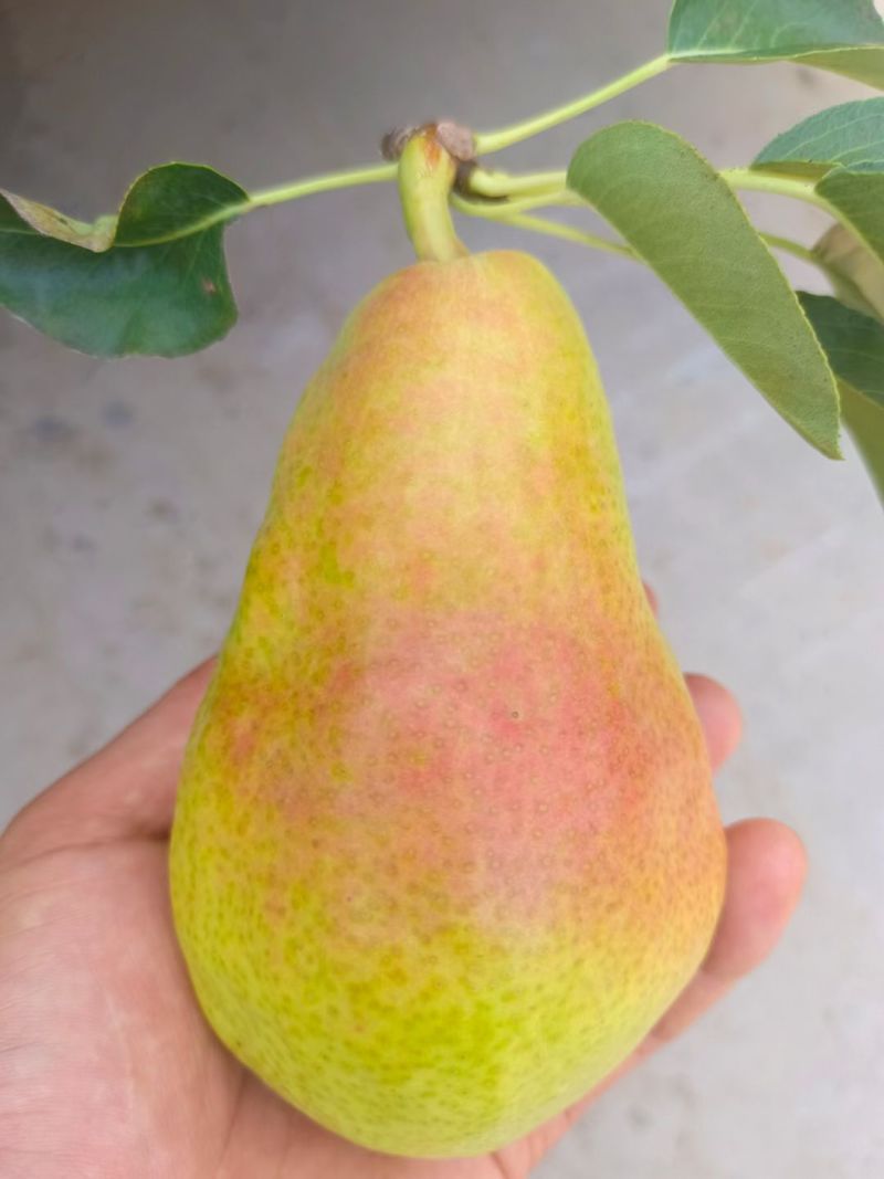精品香蕉梨