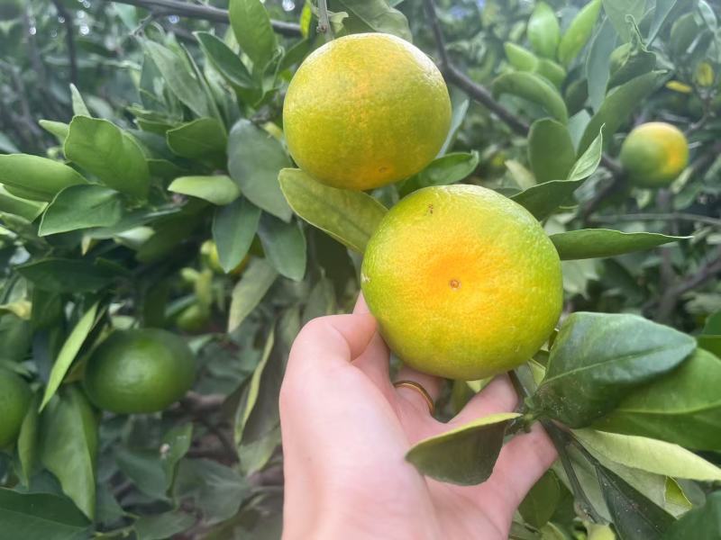 精品特早蜜橘大量上市品质保证量大从优一手货源欢迎联