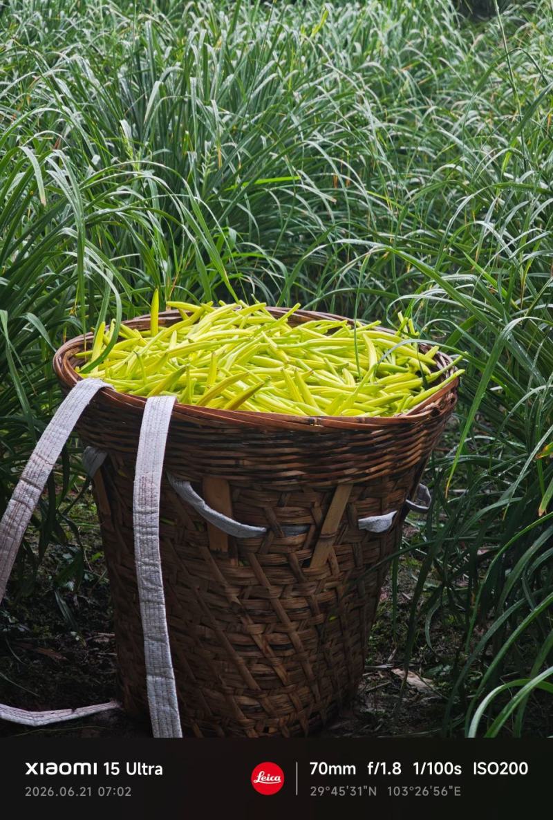 干黄花菜