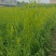 干黄花菜