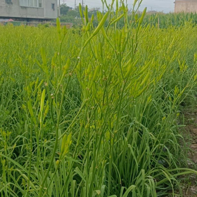 干黄花菜