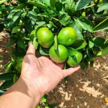 温州密柑，大芬，市文，宫本橘子，无籽