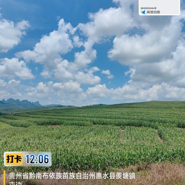 青储全株玉米
