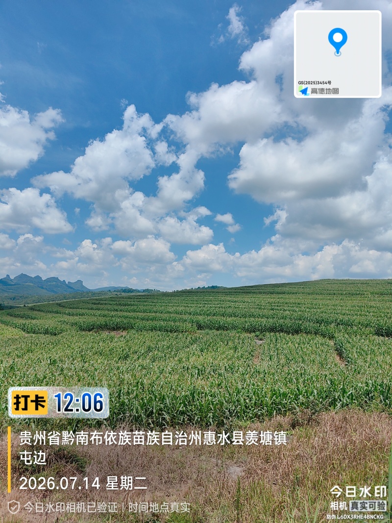 青储全株玉米