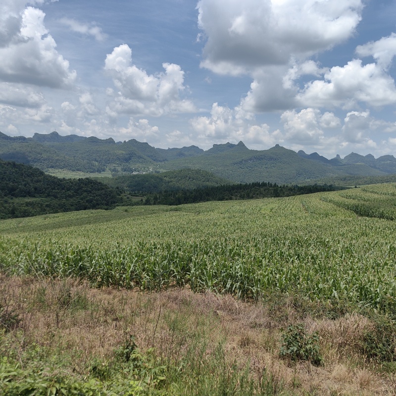青储全株玉米