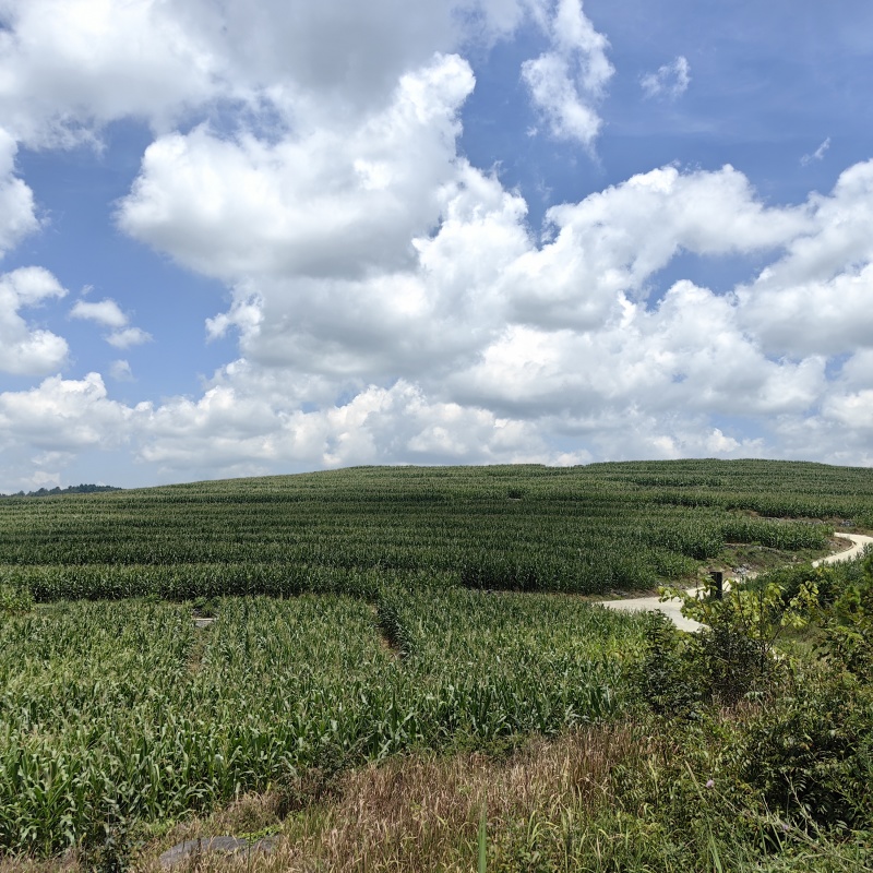 青储全株玉米