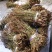 盘龙参，鲜货，干货都有。