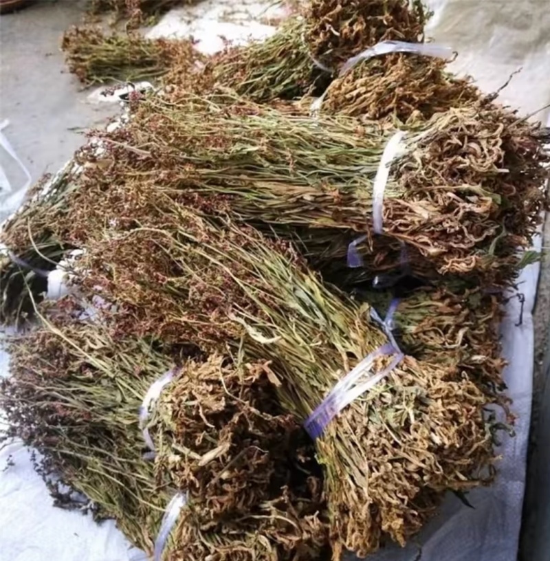 盘龙参，鲜货，干货都有。