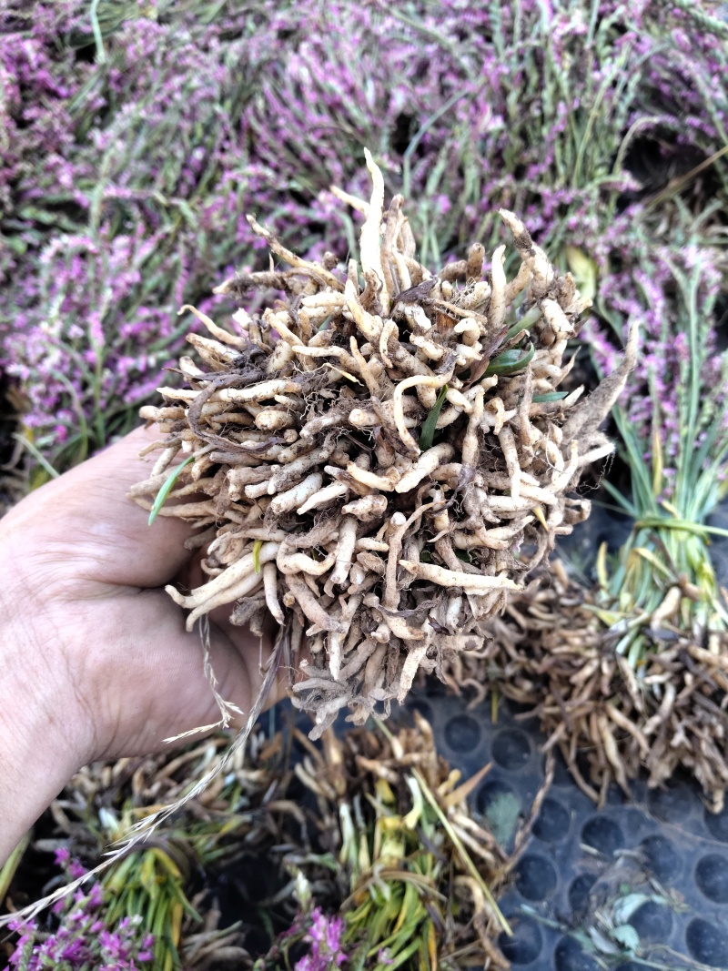 盘龙参，鲜货，干货都有。
