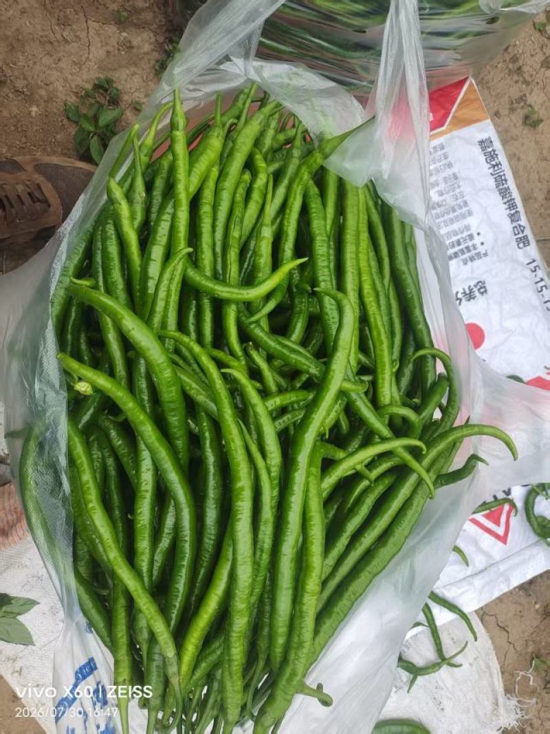 精品二荆条