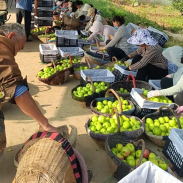 青苹果全年品支持一件代发主播带货线下市场落地配