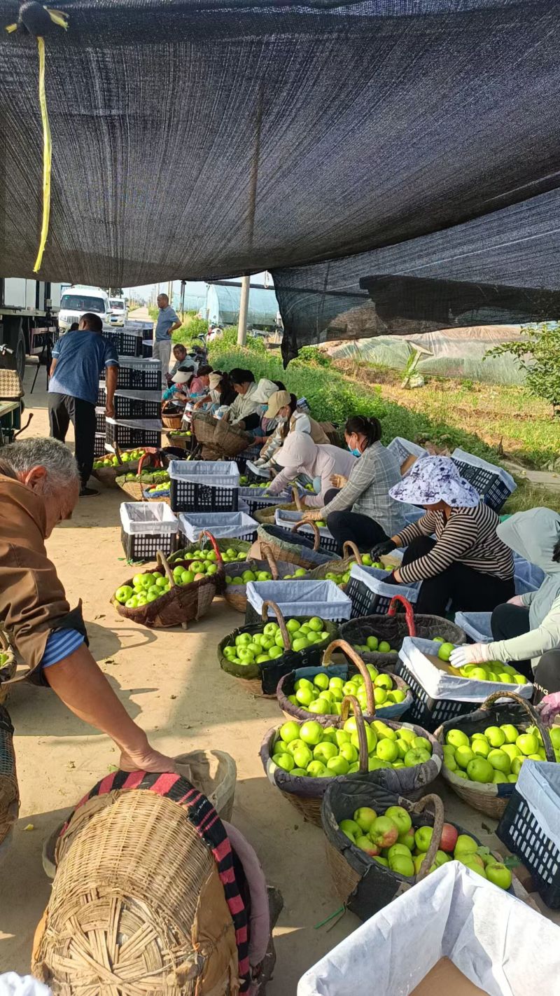 青苹果全年品支持一件代发主播带货线下市场落地配