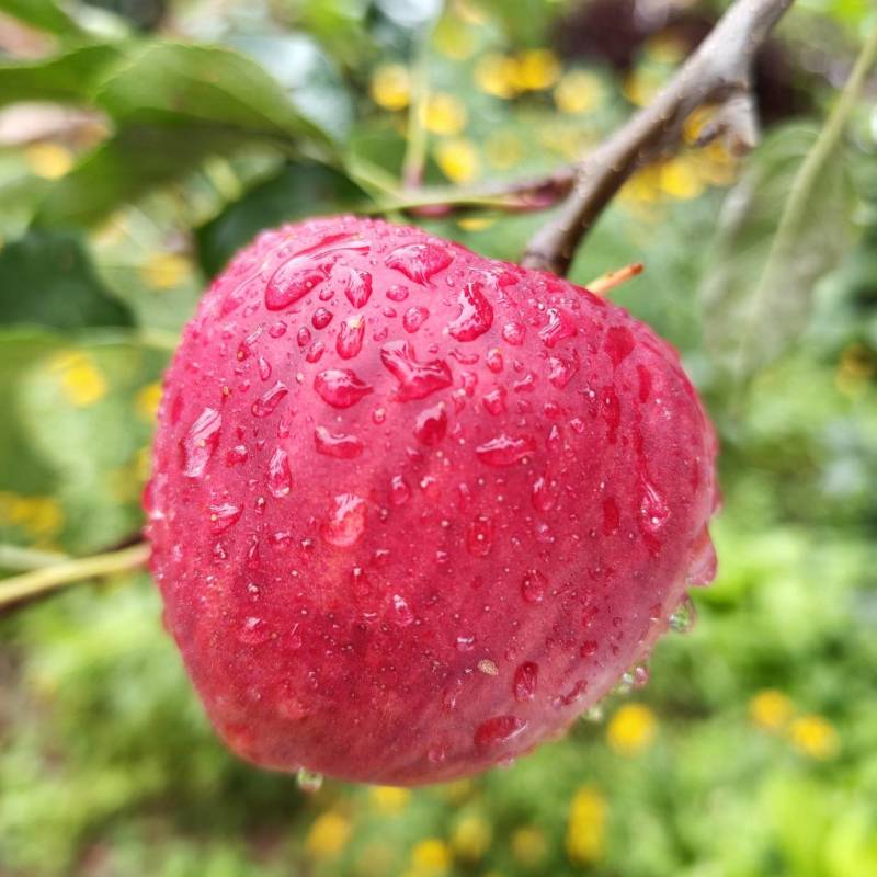 昭通红露苹果