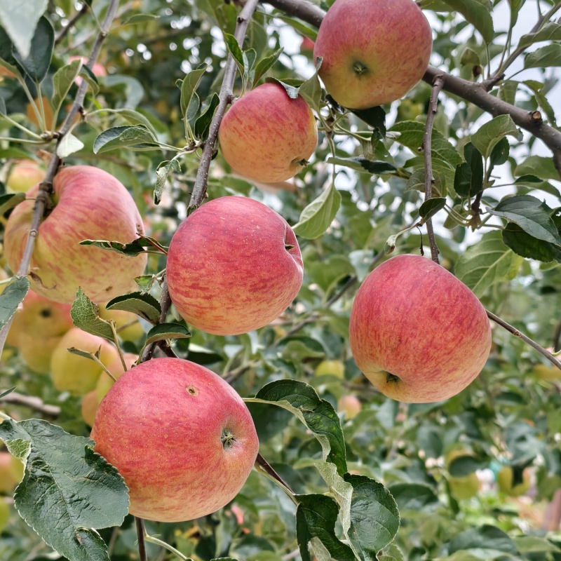 昭通红露苹果