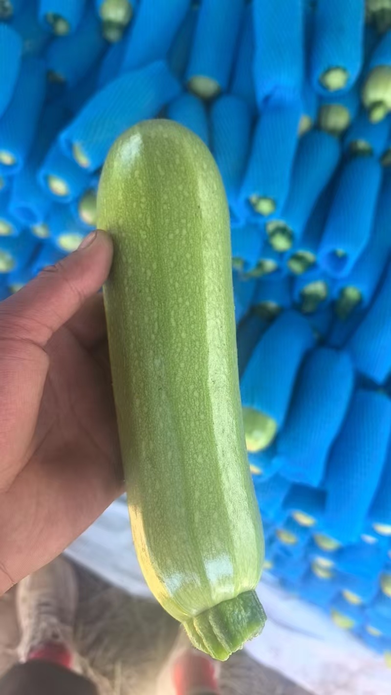 西葫芦法拉利精品箱装自产自销