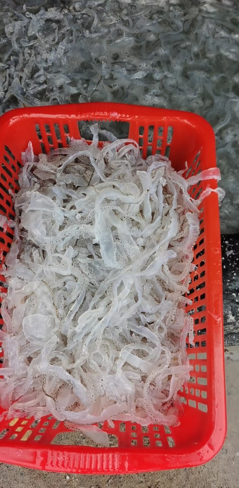 海蜇丝白花丝海蜇