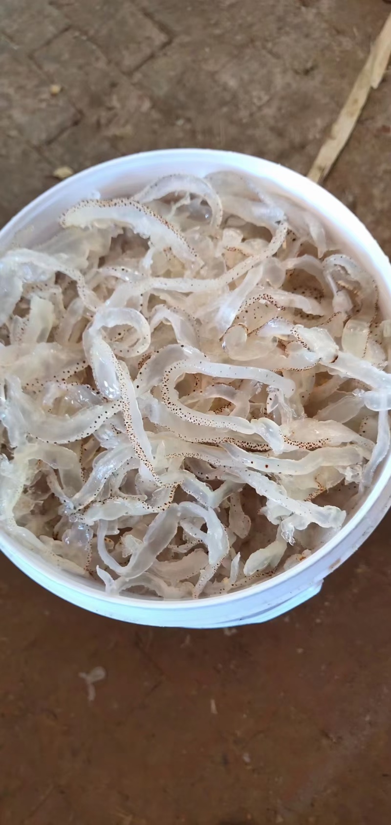 海蜇丝白花丝海蜇