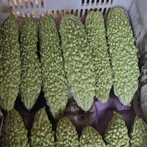 苦瓜