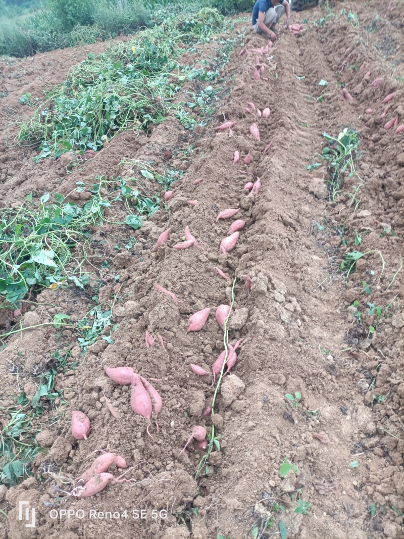河南省确山县瓦岗丘陵地西瓜红红薯