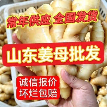 姜母产地批发【常年供应/全国发货】大/小姜母/欢迎来电