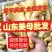 姜母产地批发【常年供应/全国发货】大/小姜母/欢迎来电
