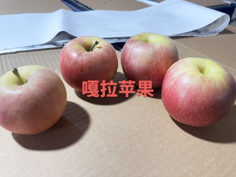 美8️⃣苹果，鲁丽，嘎拉，好吃不贵，
