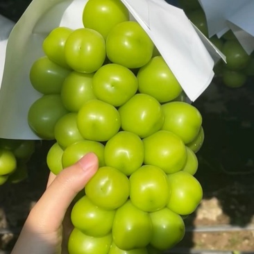 阳光玫瑰
