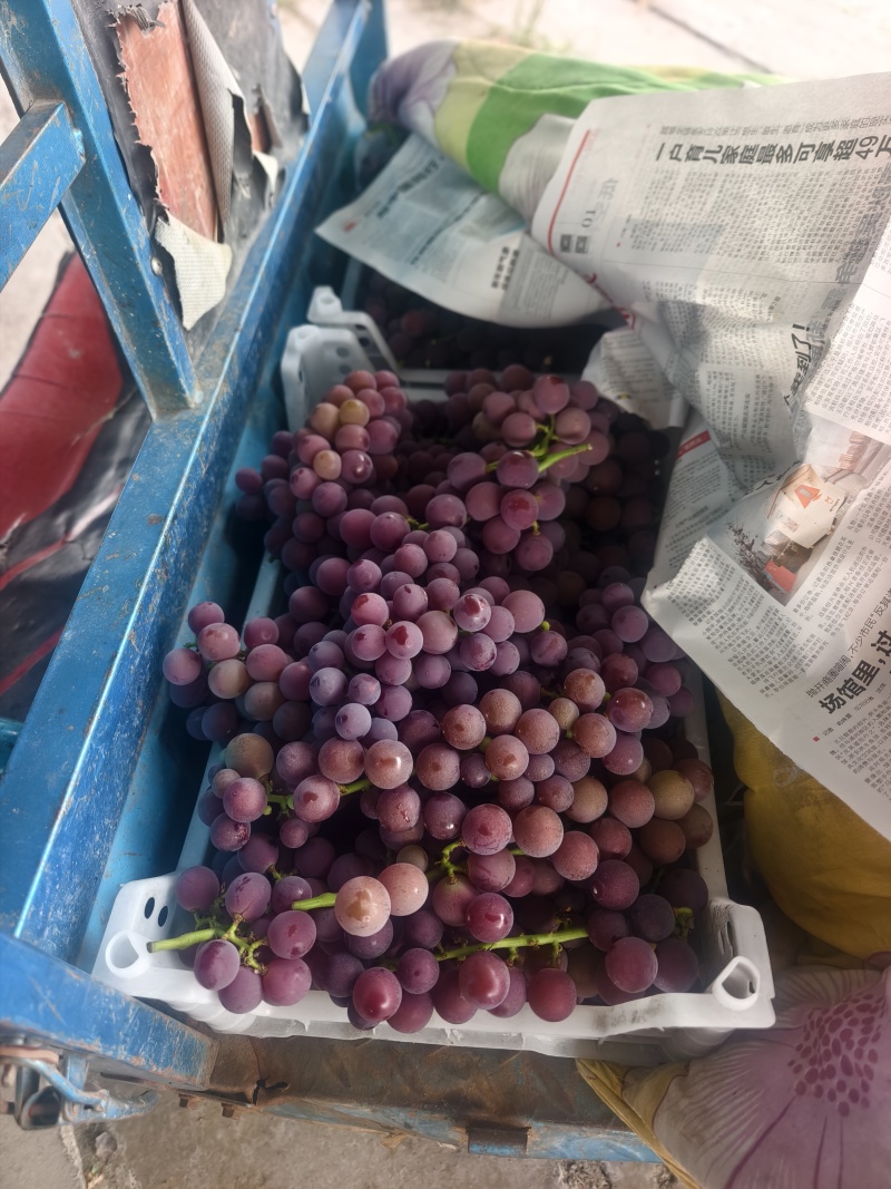 甬优一号葡萄