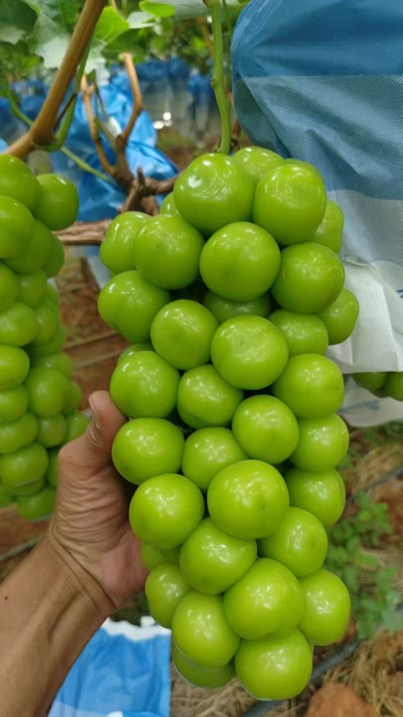 阳光玫瑰