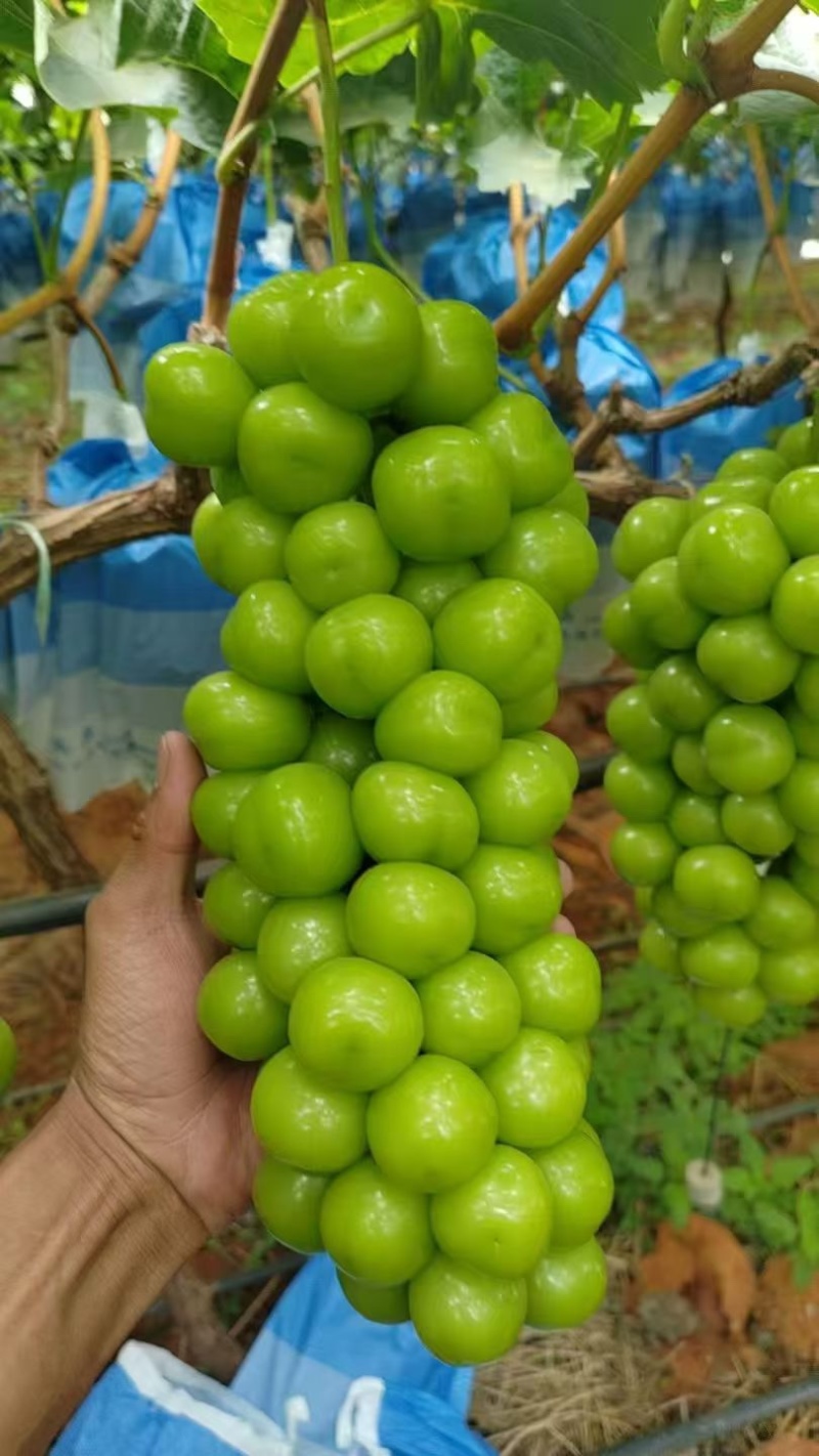 阳光玫瑰