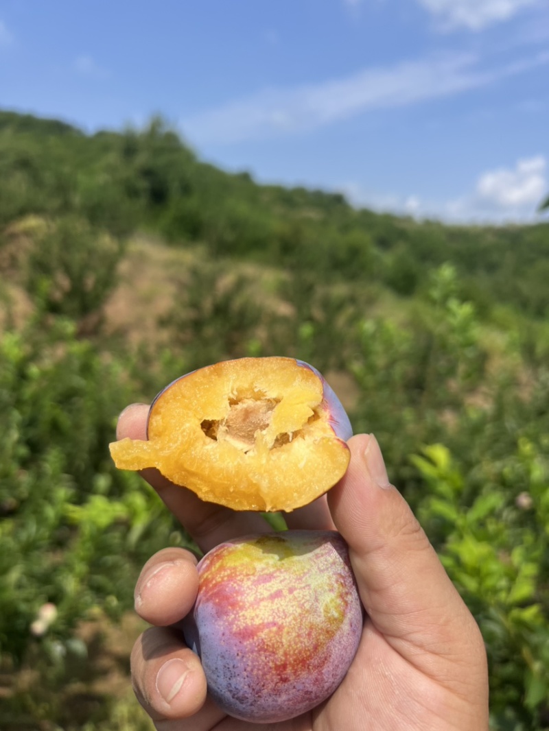 东北吉盛李子