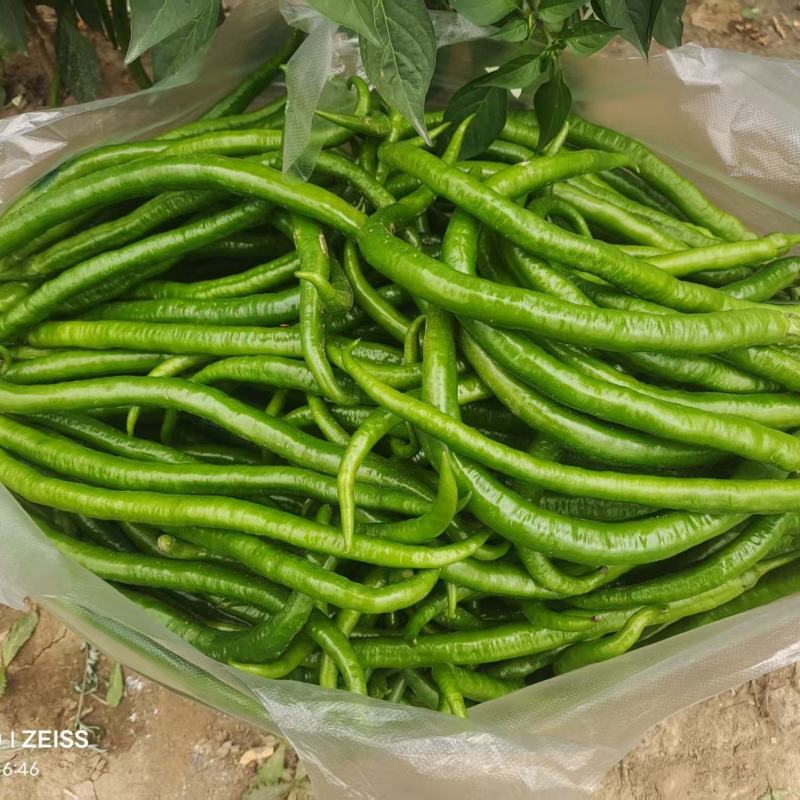陇南精品二荆条