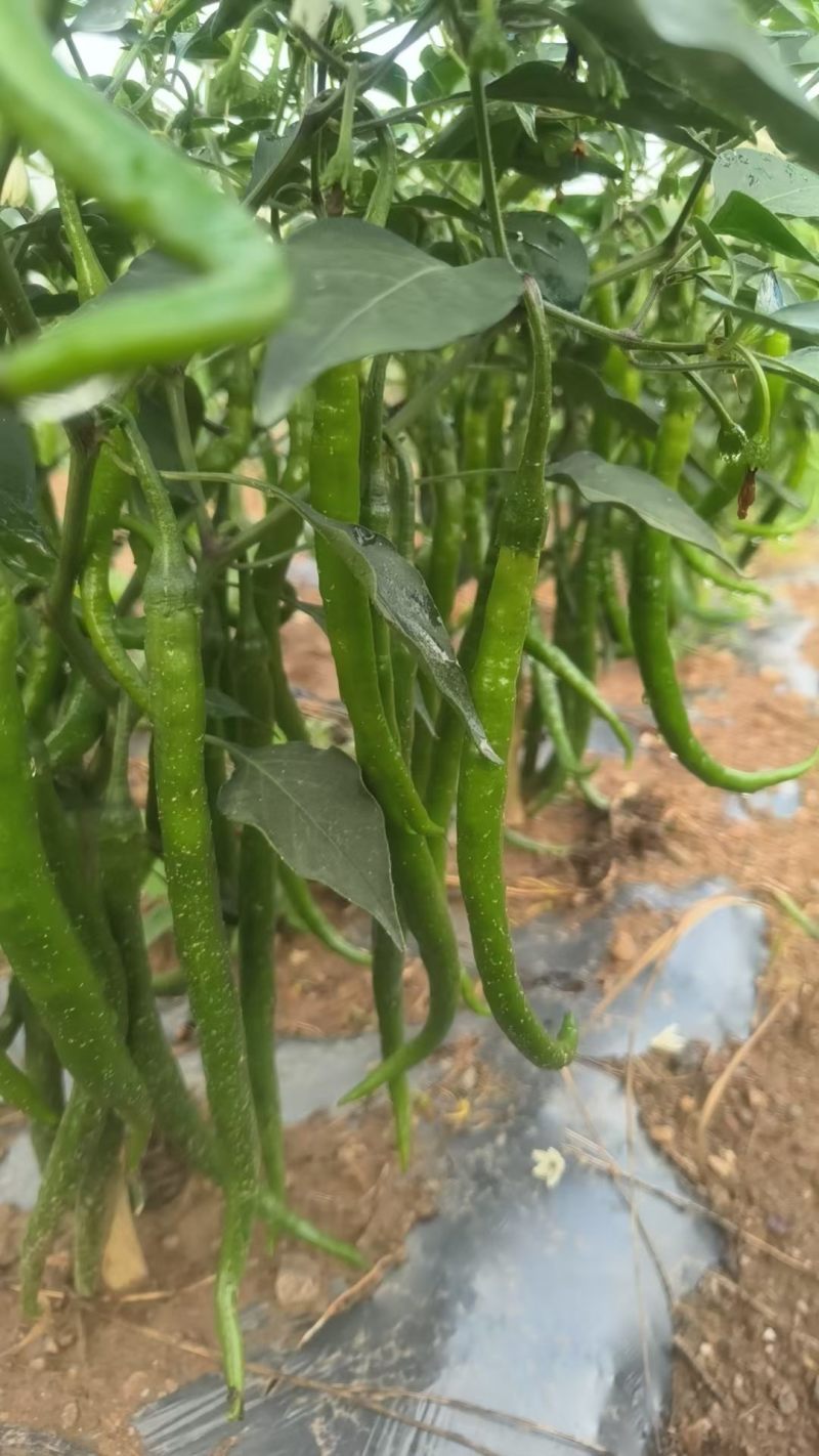 陇南精品二荆条
