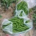 陇南精品二荆条