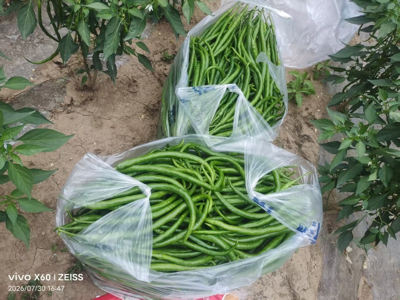 陇南精品二荆条