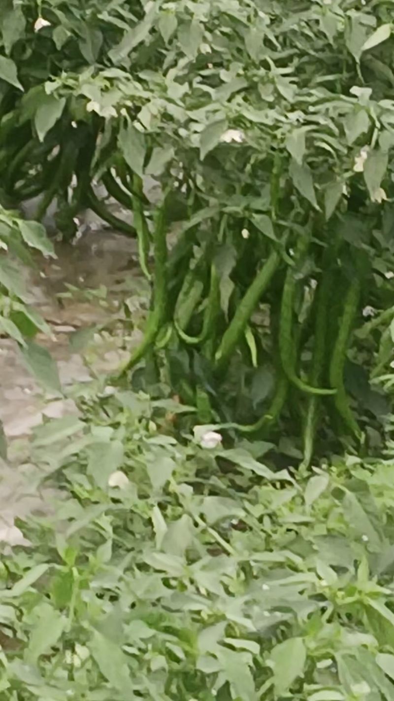陇南精品二荆条
