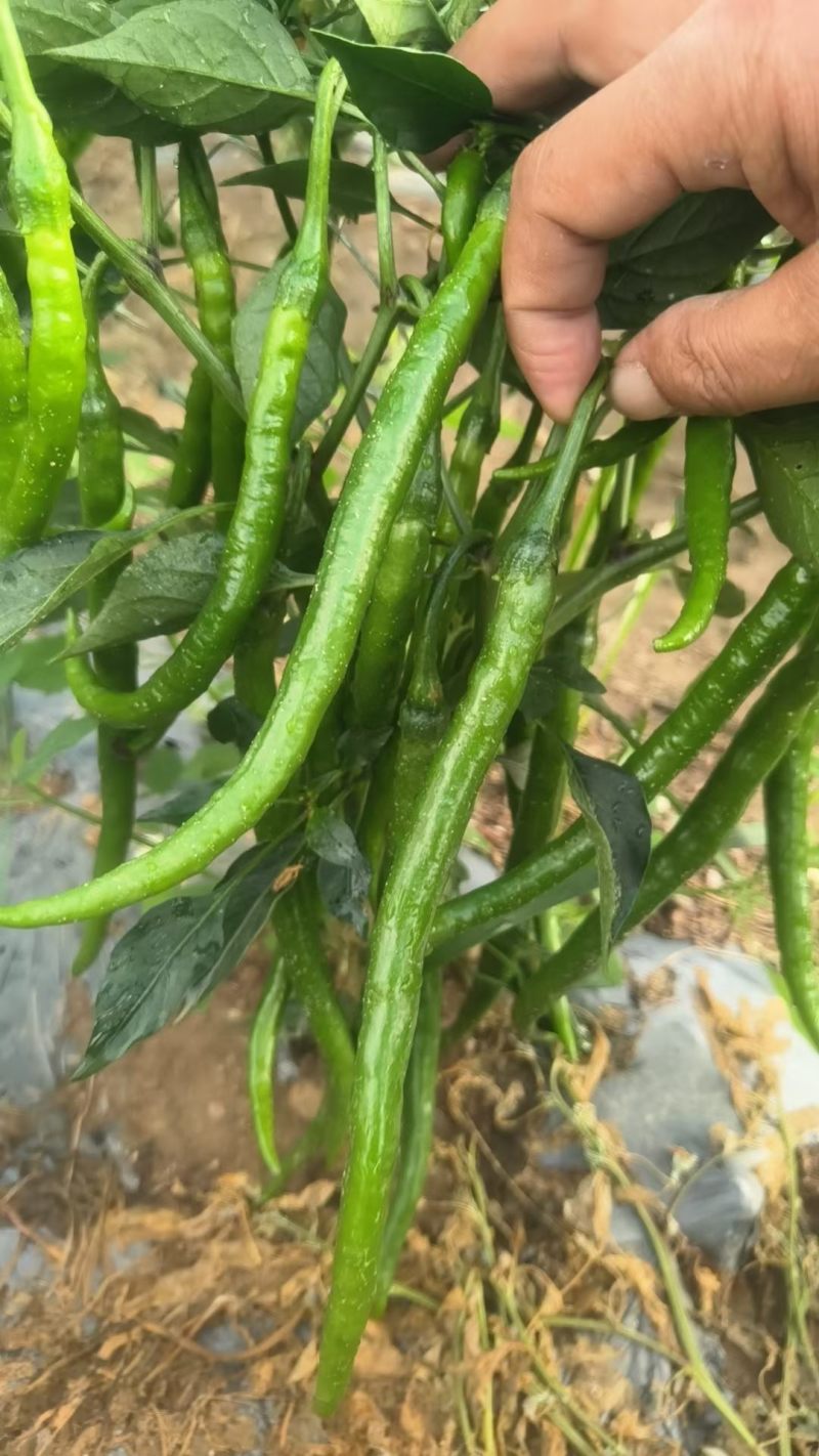 陇南精品二荆条