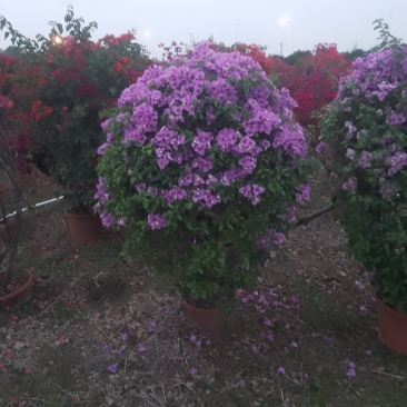 多种花色多规格三角梅